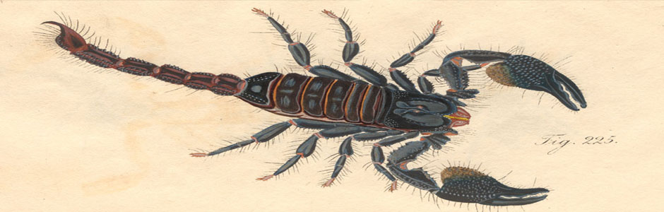 Liminal Scorpions - Center for Literary Publishing