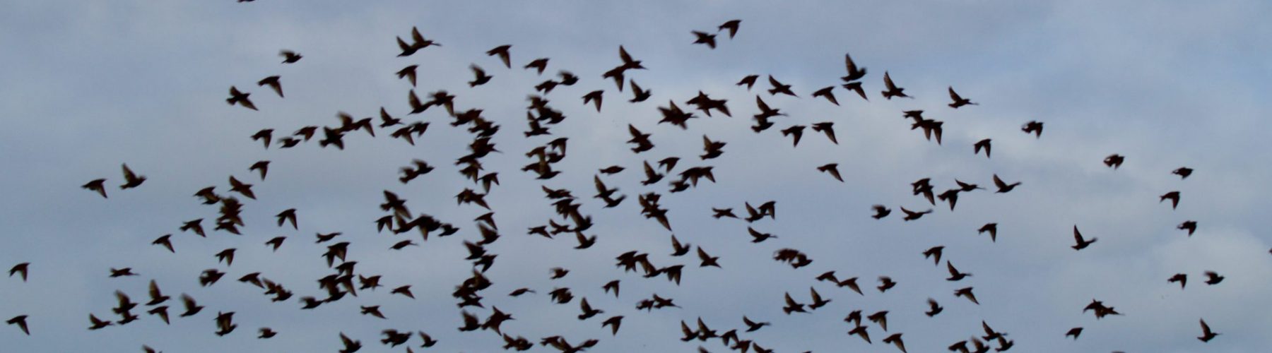 Murmuration of blackbirds in blue sky.