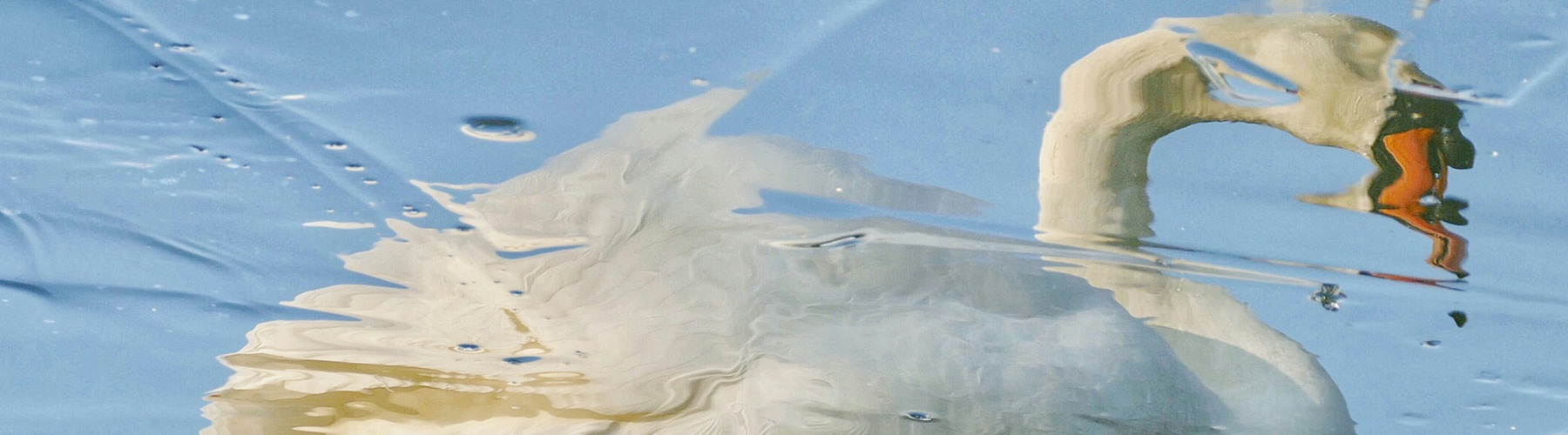 A swan through fractured ice.