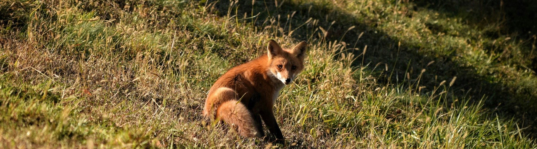 Fox on a hill.